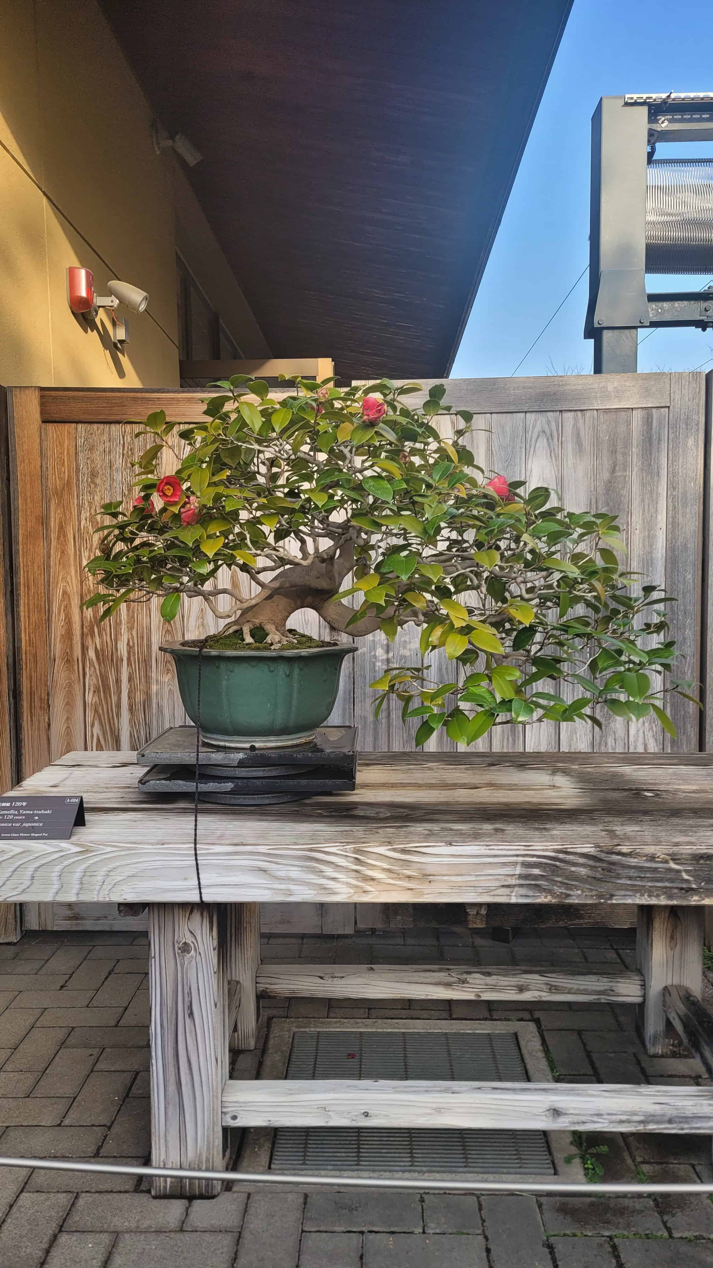 A flower bonsai tree from omiya museum in Japan
